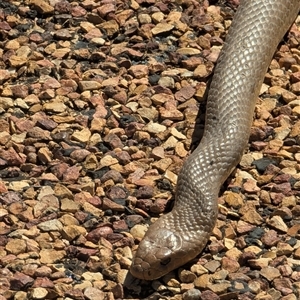 Pseudonaja sp. (Brown Snake) at Wills, QLD - 23 Aug 2025 by HelenCross
