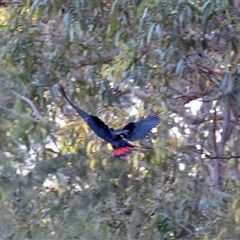 Calyptorhynchus lathami lathami (Glossy Black-Cockatoo) at Moruya, NSW - 13 Sep 2025 by LisaH