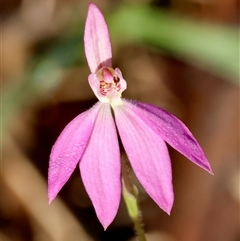 Caladenia carnea (Pink Fingers) at Moruya, NSW - 13 Sep 2025 by LisaH