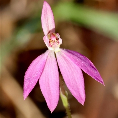 Caladenia carnea (Pink Fingers) at Moruya, NSW - 13 Sep 2025 by LisaH