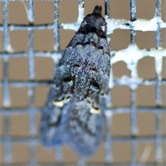 Bondia nigella (A Fruitworm moth (Family Carposinidae)) at Moruya, NSW - 13 Sep 2025 by LisaH