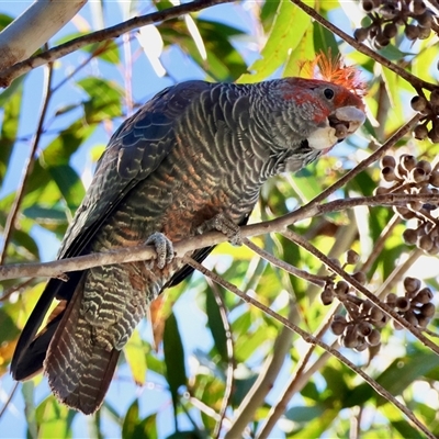 Callocephalon fimbriatum (Gang-gang Cockatoo) at Moruya, NSW - 13 Sep 2025 by LisaH