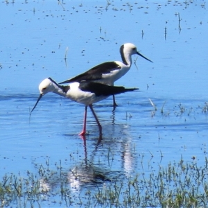 Himantopus leucocephalus (Pied Stilt) at Fyshwick, ACT - 15 Sep 2025 by RodDeb