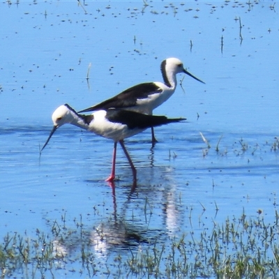 Himantopus leucocephalus (Pied Stilt) at Fyshwick, ACT - 15 Sep 2025 by RodDeb