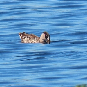 Malacorhynchus membranaceus (Pink-eared Duck) at Fyshwick, ACT - 15 Sep 2025 by RodDeb