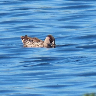 Malacorhynchus membranaceus (Pink-eared Duck) at Fyshwick, ACT - 15 Sep 2025 by RodDeb
