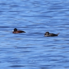 Oxyura australis (Blue-billed Duck) at Fyshwick, ACT - 15 Sep 2025 by RodDeb