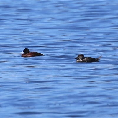 Oxyura australis (Blue-billed Duck) at Fyshwick, ACT - 15 Sep 2025 by RodDeb
