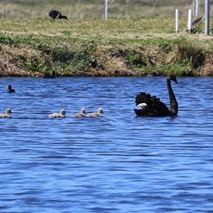 Cygnus atratus (Black Swan) at Fyshwick, ACT - 15 Sep 2025 by RodDeb