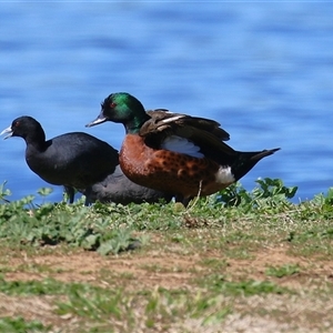 Anas castanea (Chestnut Teal) at Fyshwick, ACT - 15 Sep 2025 by RodDeb