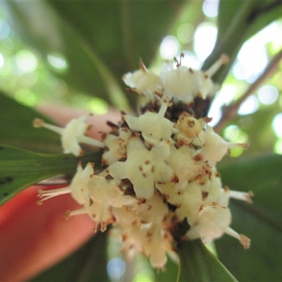 Actephila latifolia at Syndicate, QLD - 20 Nov 2015 by JasonPStewart