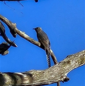 Cacomantis flabelliformis (Fan-tailed Cuckoo) at Molonglo, ACT - 15 Sep 2025 by Wolfdogg