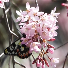 Delias aganippe (Spotted Jezebel) at Bywong, NSW - 15 Sep 2025 by LineMarie