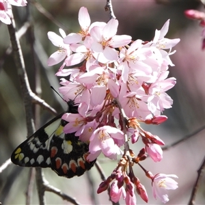 Delias aganippe (Spotted Jezebel) at Bywong, NSW - 15 Sep 2025 by LineMarie