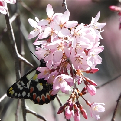 Delias aganippe (Spotted Jezebel) at Bywong, NSW - 15 Sep 2025 by LineMarie