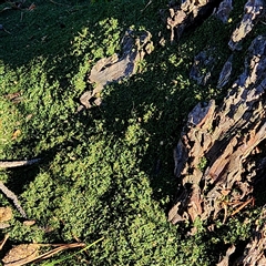 Cladonia sp. (genus) at Queanbeyan East, NSW - 15 Sep 2025 by NathanaelC