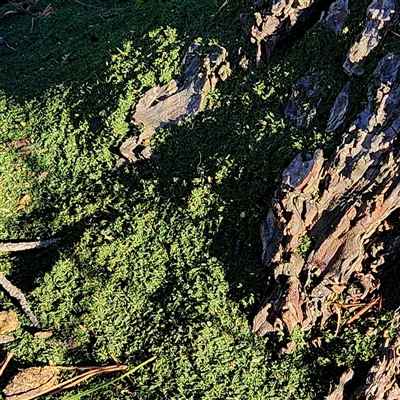 Cladonia sp. (genus) at Queanbeyan East, NSW - 15 Sep 2025 by NathanaelC