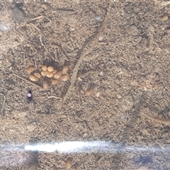 Podocopida (Order) at Throsby, ACT - 6 Sep 2020 by mlech