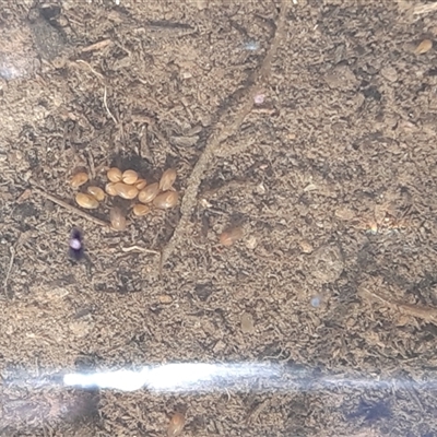 Podocopida (Order) at Throsby, ACT - 6 Sep 2020 by mlech