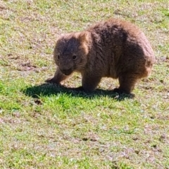 Vombatus ursinus (Bare-nosed Wombat, Common wombat) at Robertson, NSW - 31 Aug 2025 by Baronia