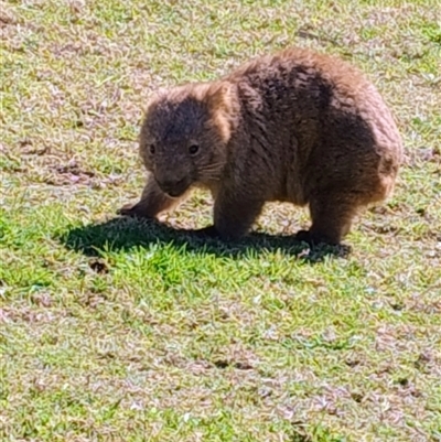 Vombatus ursinus (Bare-nosed Wombat, Common wombat) at Robertson, NSW - 31 Aug 2025 by Baronia