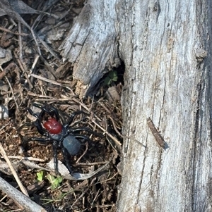 Missulena occatoria (Red-headed Mouse Spider) at Hawker, ACT - 14 Sep 2025 by LeahColebrook