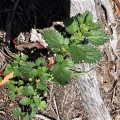 Urtica urens (Small Nettle) at Watson, ACT - 15 Sep 2025 by waltraud