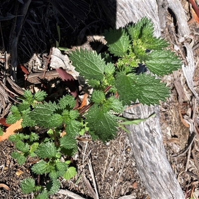 Urtica urens (Small Nettle) at Watson, ACT - 15 Sep 2025 by waltraud