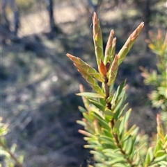 Styphelia triflora (Five-corners) at Watson, ACT - 15 Sep 2025 by waltraud
