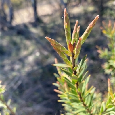 Styphelia triflora (Five-corners) at Watson, ACT - 15 Sep 2025 by waltraud