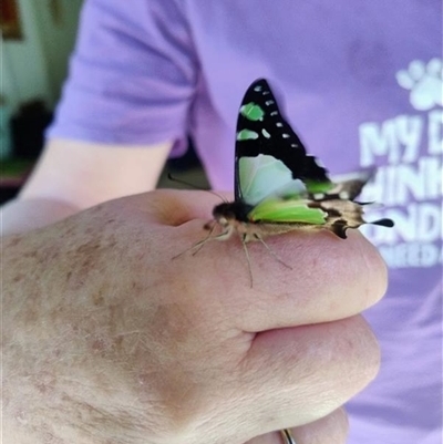 Graphium macleayanum (Macleay's Swallowtail) at Upper Kangaroo Valley, NSW - 16 Sep 2025 by Baronia