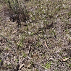 Wurmbea dioica subsp. dioica (Early Nancy) at Watson, ACT - 15 Sep 2025 by waltraud