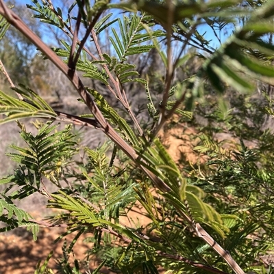 Acacia mearnsii (Black Wattle) at Watson, ACT - 15 Sep 2025 by waltraud