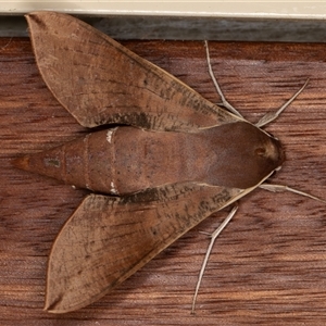 Hippotion scrofa (Coprosma Hawk Moth) at Symonston, ACT - 16 Sep 2025 by rawshorty