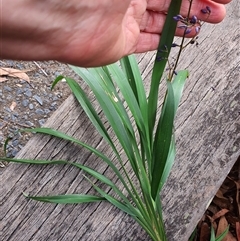 Dianella caerulea (Common Flax Lily) at Coutts Crossing, NSW - 16 Sep 2025 by MountKremnos