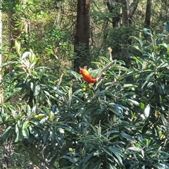 Alisterus scapularis (Australian King-Parrot) at Coutts Crossing, NSW - 16 Sep 2025 by MountKremnos