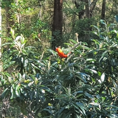 Alisterus scapularis (Australian King-Parrot) at Coutts Crossing, NSW - 16 Sep 2025 by MountKremnos
