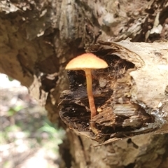 Unverified Fungus at Tyndale, NSW - 16 Mar 2023 by Topwood