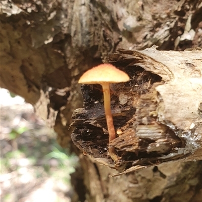 Unverified Fungus at Tyndale, NSW - 16 Mar 2023 by Topwood