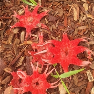 Aseroe rubra (Anemone Stinkhorn) at Minnie Water, NSW - 24 Oct 2022 by Topwood