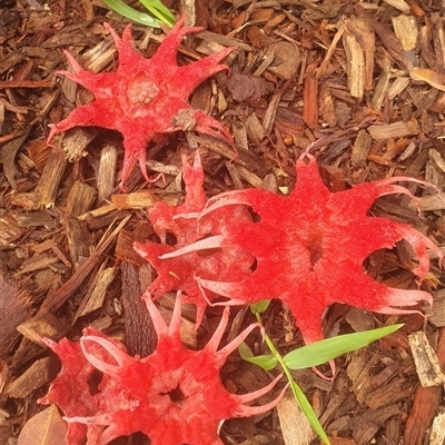 Aseroe rubra (Anemone Stinkhorn) at Minnie Water, NSW - 24 Oct 2022 by Topwood