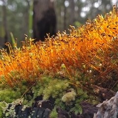 Funaria hygrometrica (Moss) at Shark Creek, NSW - 5 Jun 2022 by Topwood