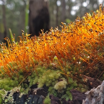 Funaria hygrometrica (Moss) at Shark Creek, NSW - 5 Jun 2022 by Topwood