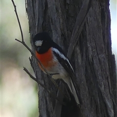 Petroica boodang (Scarlet Robin) at High Range, NSW - 15 Sep 2025 by Curiosity
