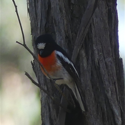 Petroica boodang (Scarlet Robin) at High Range, NSW - 15 Sep 2025 by Curiosity
