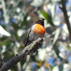 Petroica boodang at High Range, NSW - 15 Sep 2025 10:28 AM