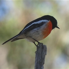Petroica boodang at High Range, NSW - 15 Sep 2025 10:28 AM