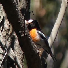 Petroica boodang at High Range, NSW - 15 Sep 2025 10:28 AM