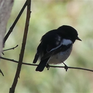 Petroica boodang at High Range, NSW - 15 Sep 2025 10:28 AM