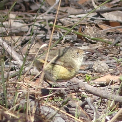 Acanthiza reguloides (Buff-rumped Thornbill) at High Range, NSW - 15 Sep 2025 by Curiosity